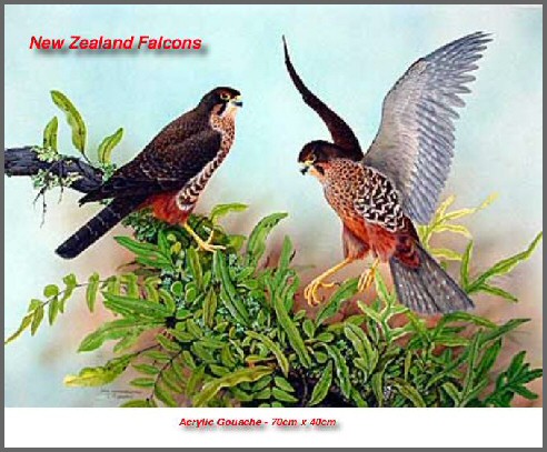 NZ-Falcons-3t.jpg