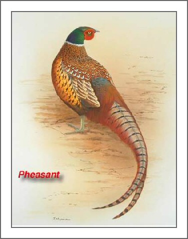 pheasantt.jpg