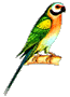 b_parrot_green.gif