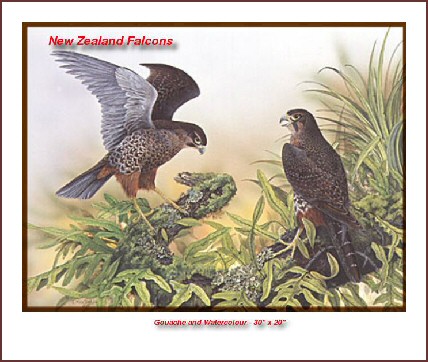 NZ Birds of Prey, NZ Falcon, Harrier