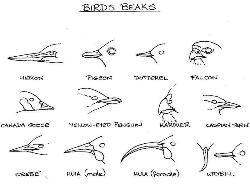 Клюв птицы рисунок. Клюв птицы схема. Графическая модель клювы птиц. Клювы перелетных птиц.